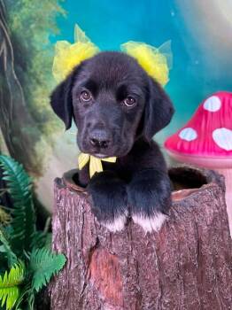 Wren -  Great Pyrenees Dog for Adoption in Winchester, Kentucky - Wren | PetCurious