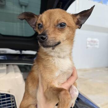 Slinky -  Chihuahua Dog for Adoption in New York, New York - Slinky | PetCurious