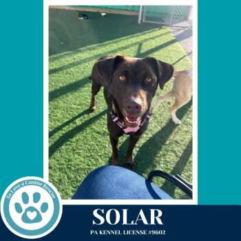 Labrador Retriever Dogs Available for Adoption in Kimberton, Pennsylvania - Solar 041126 | PetCurious