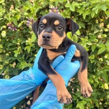 Rainy -  Rottweiler Dog for Adoption in Walnut Creek, California - Rainy | PetCurious