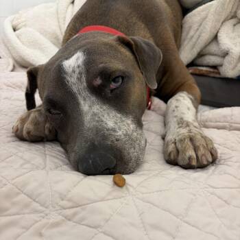 Pete Austin -  Pit Bull Terrier Dog for Adoption in Austin, Texas - Pete Austin | PetCurious