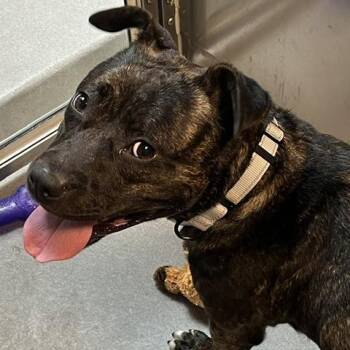 Pit Bull Terrier Dogs Available for Adoption in Baltimore, Maryland - Lucy | PetCurious