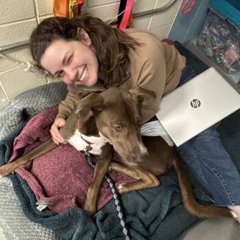 Charlie -  Mixed Breed Dog for Adoption in West Olive, Michigan - Charlie | PetCurious