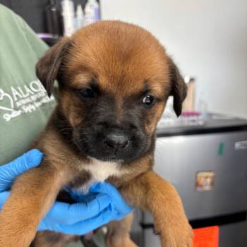 Shepherd and Mixed Breed Dogs Available for Adoption in Freeport, Florida - Lori | PetCurious