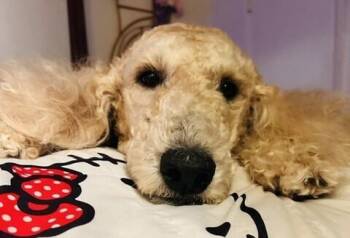 Luca -  Goldendoodle Dog for Adoption in Dallas, Texas - Luca | PetCurious