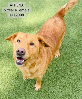 Labrador Retriever and Mixed Breed Dogs Available for Adoption - Athena | PetCurious