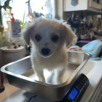 Chihuahua and Mixed Breed Dogs Available for Adoption - Spice | PetCurious