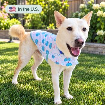 Teddy -  Jindo Dog for Adoption in San Diego, California - Teddy | PetCurious