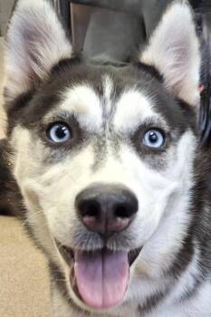 Sugar -  Husky Dog for Adoption in Brenham, Texas - Sugar | PetCurious