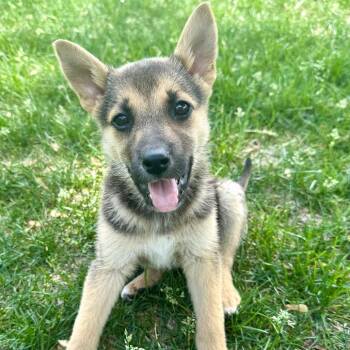 Firefly -  Mixed Breed Dog for Adoption in Buffalo, Minnesota - Firefly | PetCurious