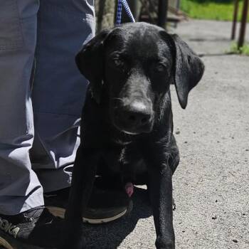 Ben -  Black Labrador Retriever and Mixed Breed Dog for Adoption in Fairfax, Virginia - Ben | PetCurious