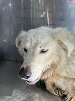 LOBO -  Mixed Breed Dog for Adoption in Dallas, Texas - LOBO | PetCurious