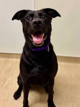 Rescue Mixed Breed Dogs for Adoption in West Chester, Pennsylvania - India | PetCurious