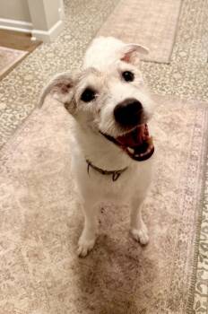 Border Collie Dogs Available for Adoption in Minneapolis, Minnesota - Roscoe | PetCurious