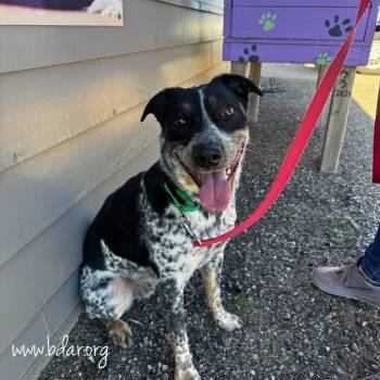 Socks -  Cattle Dog and Mixed Breed Dog for Adoption in Cheyenne, Wyoming - Socks | PetCurious