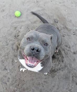 Rescue Pit Bull Terrier and Mixed Breed Dogs for Adoption in Savannah, Georgia - Frankenpup | PetCurious