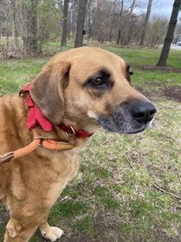 Labrador Retriever and Mixed Breed Dogs Available for Adoption in Westland, Michigan - Allie | PetCurious