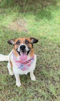 Red -  Australian Cattle Dog Blue Heeler and Collie Dog for Adoption in New Braunfels, Texas - Red | PetCurious