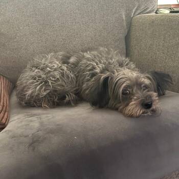 Myrtle -  Yorkshire Terrier and Miniature Schnauzer Dog for Adoption in St. Cloud, Minnesota - Myrtle | PetCurious