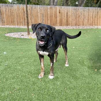 Rescue Labrador Retriever and Shepherd Dogs for Adoption in Fort Collins, Colorado - Wednesday | PetCurious