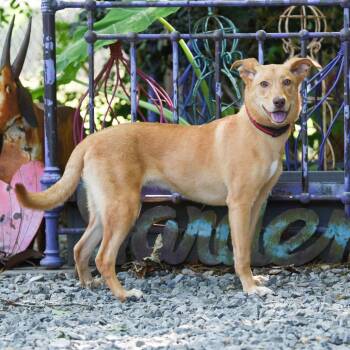Labrador Retriever Dogs Available for Adoption in Wake Forest, North Carolina - Bethe | PetCurious