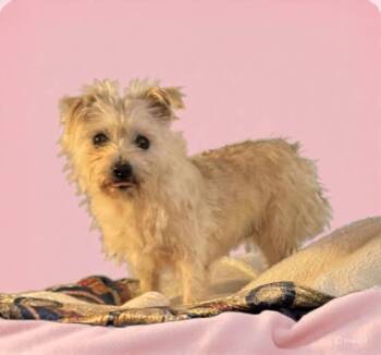 Blanche -  Terrier Dog for Adoption in Shawnee, Oklahoma - Blanche | PetCurious