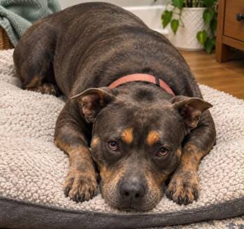 Jovie -  Pit Bull Terrier Dog for Adoption in Oregon, Ohio - Jovie | PetCurious