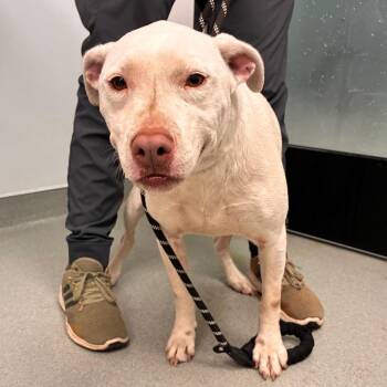 Snowball -  Shepherd and Terrier Dog for Adoption in Abilene, Texas - Snowball | PetCurious