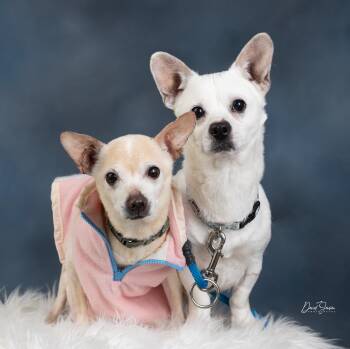 Chihuahua and Dachshund Dogs Available for Adoption - Pinot | PetCurious