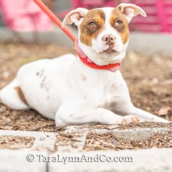 Pit Bull Terrier Dogs Available for Adoption in Wake Forest, North Carolina - Denni | PetCurious
