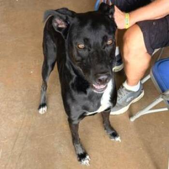 Nova -  Black Labrador Retriever and Mixed Breed Dog for Adoption in Denison, Texas - Nova | PetCurious