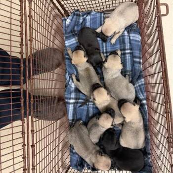 Bombshell -  Pug and Chihuahua Dog for Adoption in Austin, Texas - Bombshell | PetCurious