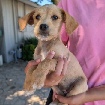 Sun -  Terrier and Dachshund Dog for Adoption in Lathrop, California - Sun | PetCurious
