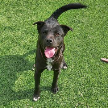 Black Labrador Retriever and Pit Bull Terrier Dogs Available for Adoption - Onyx | PetCurious