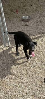 Rescue Siberian Husky and Labrador Retriever Dogs for Adoption in Midway, Utah - Xavier | PetCurious