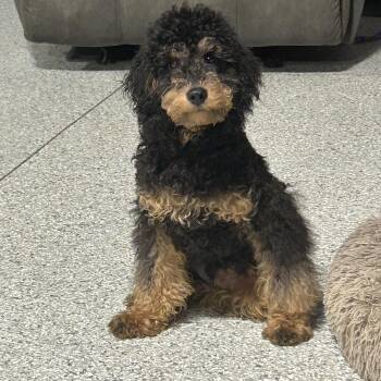 Poodle Dogs Available for Adoption - Stunning Brody 15 Lbs  | PetCurious
