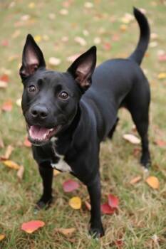 Terrier and Mixed Breed Dogs Available for Adoption - Zo | PetCurious