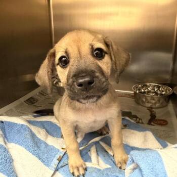 Sandy -  Catahoula Leopard Dog and Mixed Breed Dog for Adoption in Corpus Christi, Texas - Sandy | PetCurious