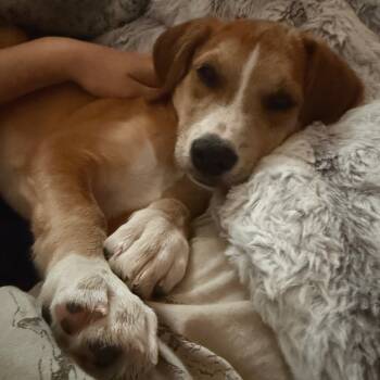 Rescue Mixed Breed Dogs for Adoption in South Elgin, Illinois - Gouda | PetCurious