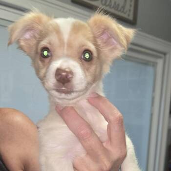 Chihuahua and Mixed Breed Dogs Available for Adoption in Montgomery, Texas - Ava | PetCurious
