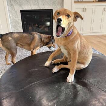 Boxer and Coonhound Dogs Available for Adoption in Minnetonka, Minnesota - Bristol D68793 | PetCurious