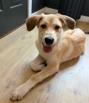 KASH -  Anatolian Shepherd and Great Pyrenees Dog for Adoption in Tallahassee, Florida - KASH | PetCurious