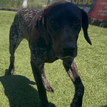 Millie -  German Shorthaired Pointer Dog for Adoption in Idaho Falls, Idaho - Millie | PetCurious