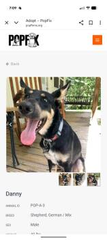 Rescue German Shepherd Dog Dogs for Adoption in Danville, Vermont - Danny | PetCurious