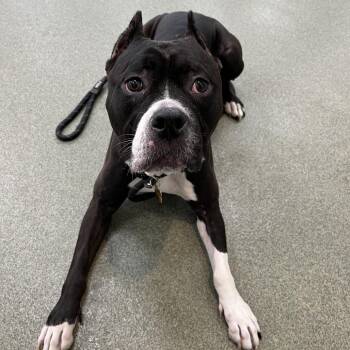 Bella -  Pit Bull Terrier and Mixed Breed Dog for Adoption in Chicago, Illinois - Bella | PetCurious