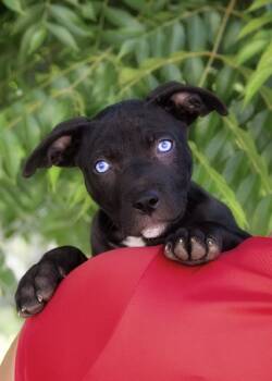 Rescue Pit Bull Terrier Dogs for Adoption in El Cajon, California - Stitch | PetCurious