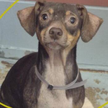 Shepherd -  Chihuahua Dog for Adoption in Park Row, Texas - Shepherd | PetCurious