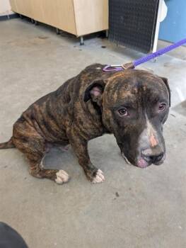 Rescue American Staffordshire Terrier Dogs for Adoption in Camarillo, California - A872604 | PetCurious
