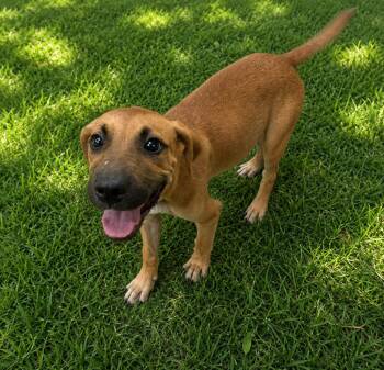 Perch -  Black Mouth Cur Dog for Adoption in Bandera, Texas - Perch | PetCurious