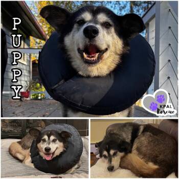 Puppy -  Mixed Breed Dog for Adoption in Kenai, Alaska - Puppy | PetCurious